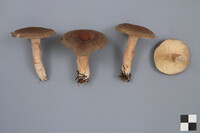 Lactarius mammosus image